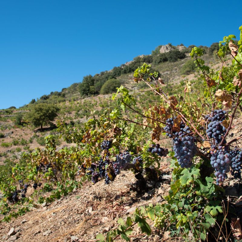 Fresh black grapes on a vineyard ready for harvesting. Fruit for red wine.